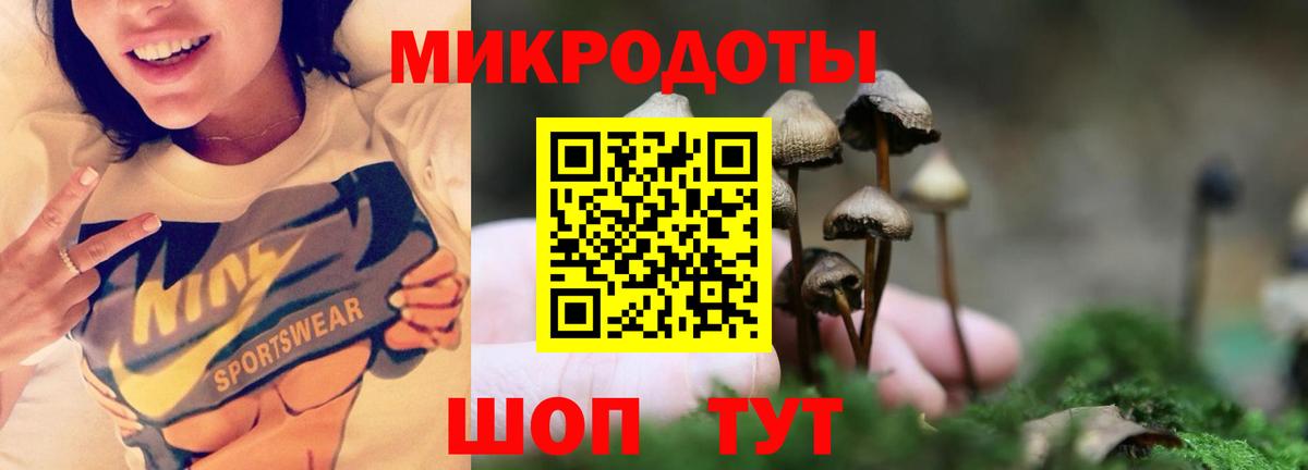 Галлюциногенные грибы Psilocybe Йошкар-Ола
